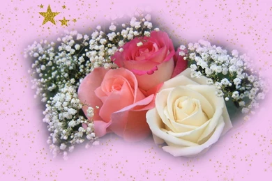 Roses Wallpapers I HD Roses Wallpapers I Best Roses Wallpapers I ...