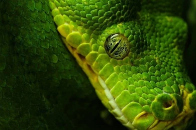 Head Eye From Near Large Green Anaconda Hd Wallpapers ...