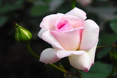 Pink White Rose >> HD Wallpaper, Get It Now!