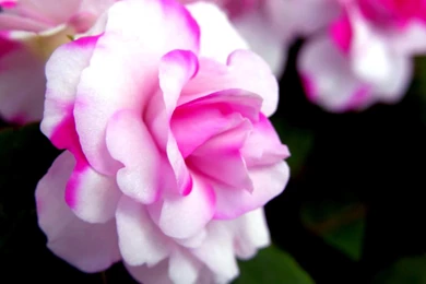 PINK AND WHITE ROSE WALLPAPER   (