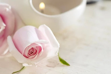 25+ Amazing Rose Wallpapers