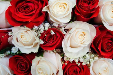 Roses wedding flowers hd wallpaper.jpg
