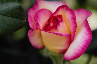 Desktop Wallpapers » Flowers Backgrounds » White Pink Rose » Www ...