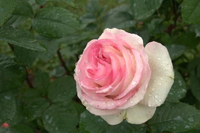 Roses Flower, Roses Photos, Roses Wallpapers For Your Desktop   Red ...