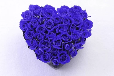 Rose Wallpapers Hd Tumblr For Walls For Mobile Phone Widescreen For ...