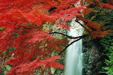 Fall Leaves Wallpapers   Vivid Foliage Wallpapers 1680x1050 NO.25 ...