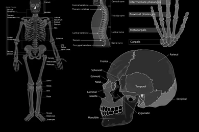 Anatomy Computer Wallpapers, Desktop Backgrounds
