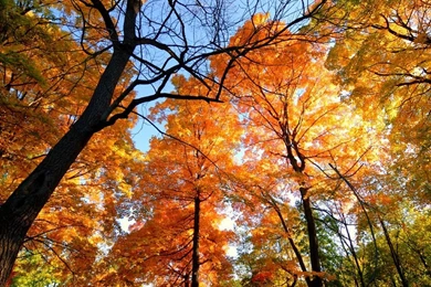 Artistic Fall Foliage