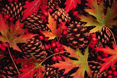 Fall Leaves Wallpapers 2   Crazy Frankenstein