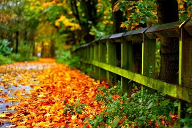 Desktop Fall Backgrounds Wallpapers HD   CuteWallpaper.org