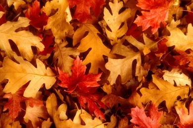 Fall Leaves Wallpapers Hd