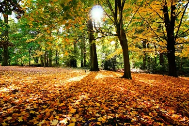 Download Autumn Leaves Wallpaper Images