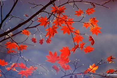 Autumn Tints   Beautiful Fall Leaves Widescreen Wallpapers ...