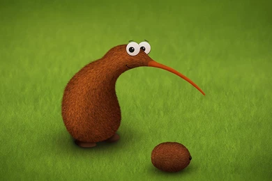Kiwi Wallpapers   Wallpapers Cave