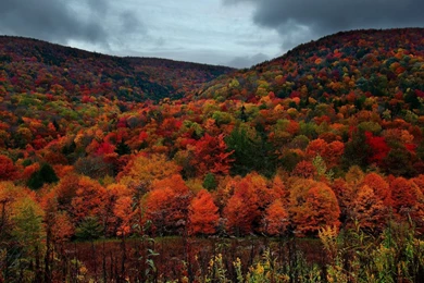 Fall Foliage Wallpapers 06