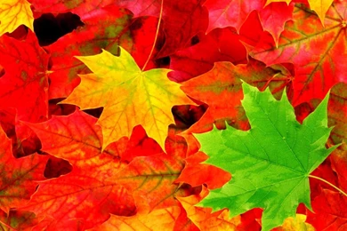Fall Leaves Desktop Wallpapers