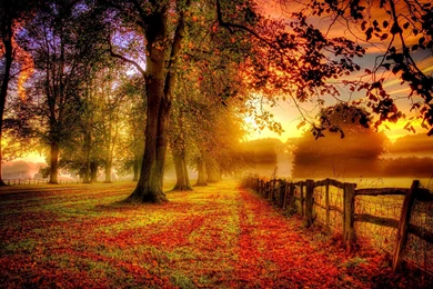 Free Fall Foliage Desktop Wallpapers