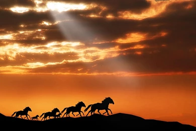 Big Cats Wallpapers ~ Egu Bgu