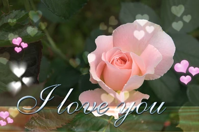 Sweet I Love You Wallpapers