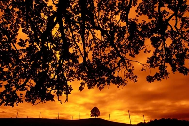 High Definition Wallpapers: Free Moving Wallpapers