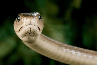 Black Mamba HD Wallpapers