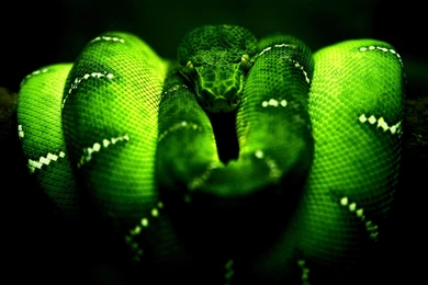 Snake HD Wallpapers