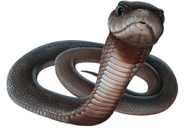 Top 16 Most Dangerous BLACK MAMBA Snake Wallpapers In HD