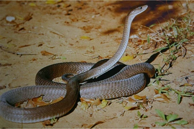 Desktop black mamba snake pictures.jpg