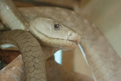 Desktop black mamba snake bite wallpaper.jpg