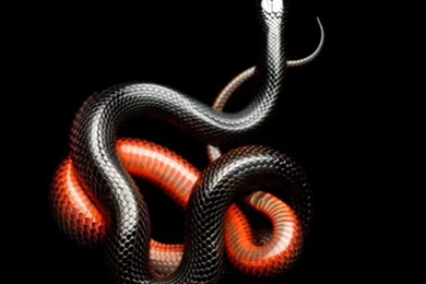 Photographer Mark Laita Bitten By Deadly Black Mamba Snake