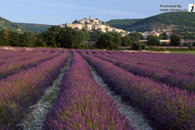 Beautiful Summer Scenery   Photo 229 Of 413