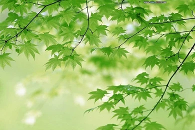 Summer Shots   Summer Green Leaves Wallpaper2   Wallcoo.net