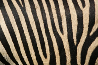 1920x1080 Zebra Stripes Desktop PC And Mac Wallpapers