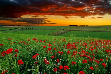 Nature Hd Wallpapers Free Download With Red Ros 86 Wallpapers