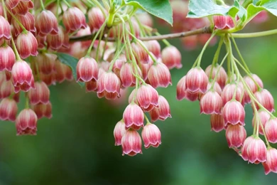 Apple Mac OS X Lion System Wallpapers 29789   Desktop Wallpapers ...