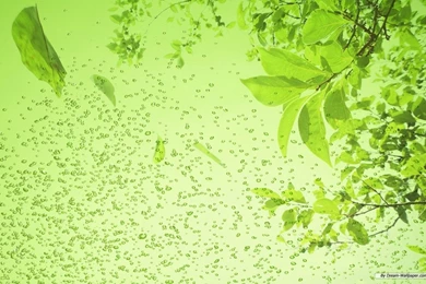 Free Wallpapers   Free Nature Wallpapers   Green Leaf 3 Wallpapers ...