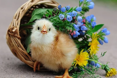 Most Beautiful Animals Wallpapers And Desktop Pictures, Amzing ...