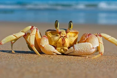 60 Beautiful And Cute Animal Wallpapers