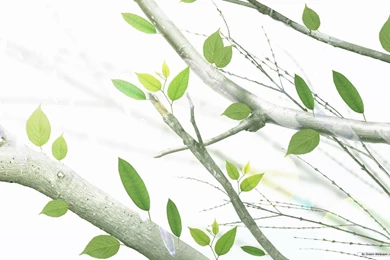 Free Wallpapers   Free Nature Wallpapers   Green Leaf 4 Wallpapers ...