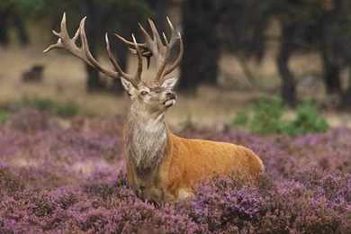 Beautifull Animals Wallpapers