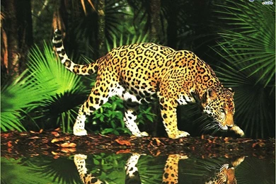 Beautiful Animals Wallpapers ImgMob