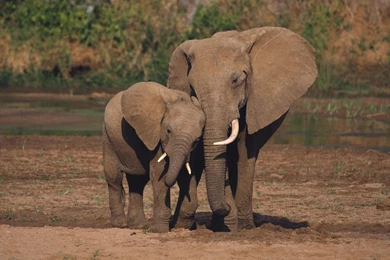 30_Beautiful_Animal_of_the_World_HD_Wallpapers__SET_1 2.jpg_animals wallpaper 59.jpg