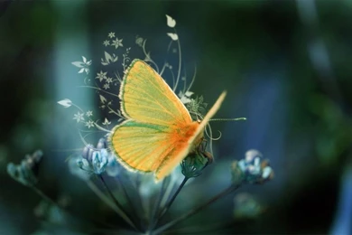 Animals: Beautiful Horse Desktop Hd Wallpapers, Beautiful Animal ...