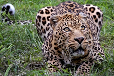 Jaguar Animal HD Wallpapers