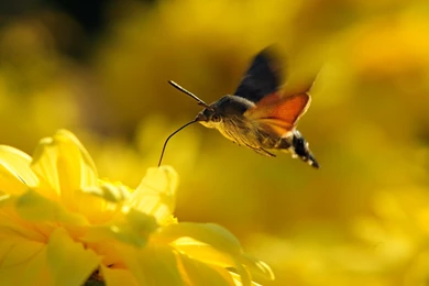 Beautiful Animals Wallpaper Pictures HD.jpg