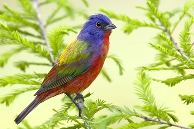 Animal Wallpapers HD: Beautiful Wallpapers For Desktop, Beautiful ...