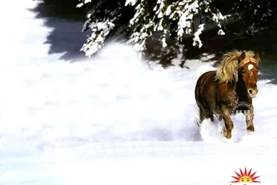 Animal Wallpapers, Posters Of Animal, Free Animal Wallpapers ...