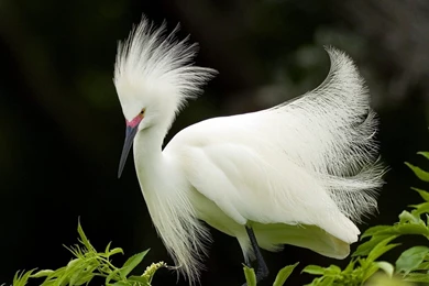 Beautiful Bird Wallpapers HD Free Download