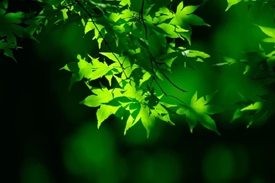Kinds Of Wallpapers: Natural Green Wallpapers