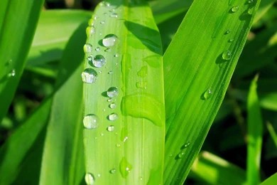 Dewdrop On Green Leaf Wallpapers Wallpapers   HD Wallpapers 28065